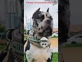 power of transformation #pitbull #lover