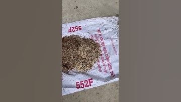 Trứng kiến vàng câu cá rô