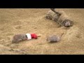 Nikolo bei den Zebramangusten im Tiergarten Schönbrunn