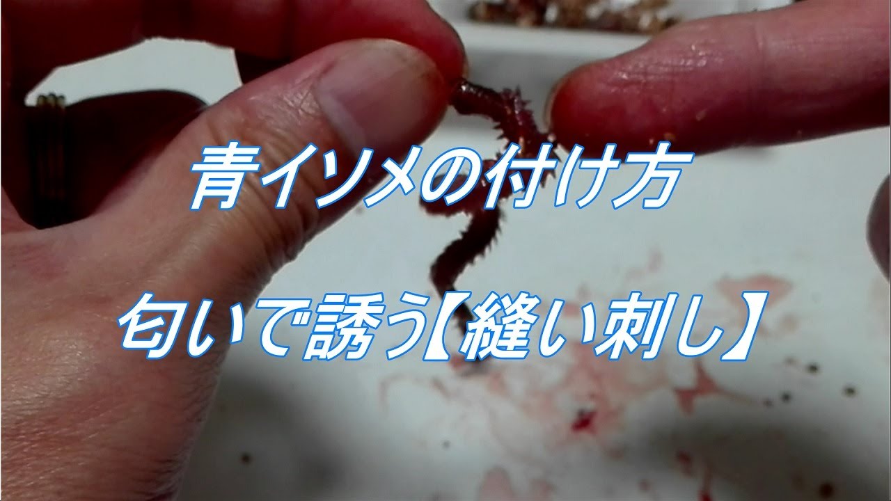 海釣りの定番 イソメ とは その正体や釣り餌としての使い方をご紹介 Kurashi No