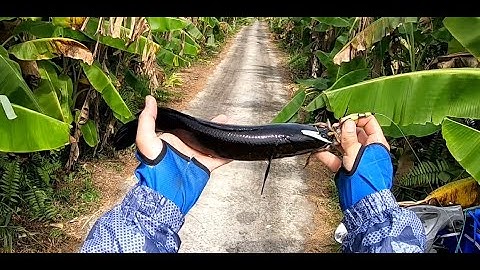 Câu cá lóc rừng U Minh Hạ tập 1 (Fishing snakehead)!!