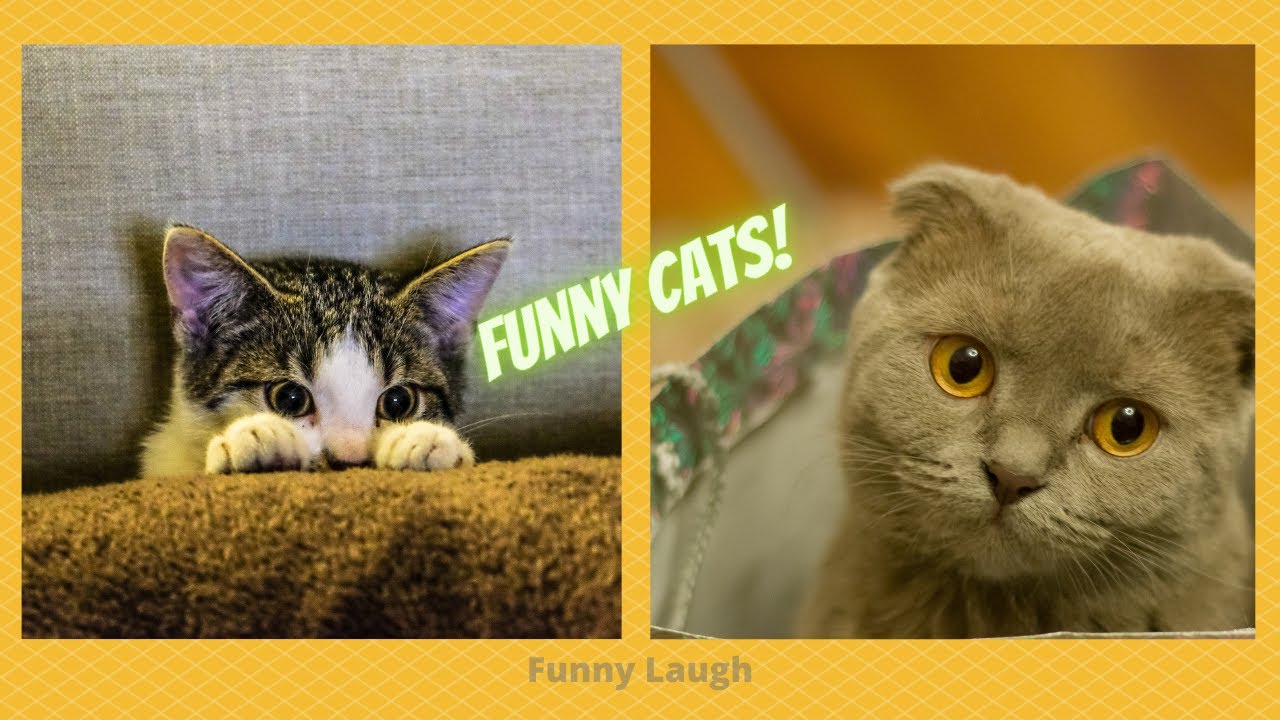 Funny and Cute Cats will make you laugh | Funny Laugh - YouTube