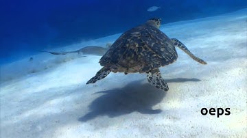 Explaindio for beginners course