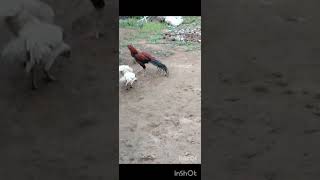 Kilimooku breeder for sale vellore..9698718013#parrotnoises #birds #pets #chicken