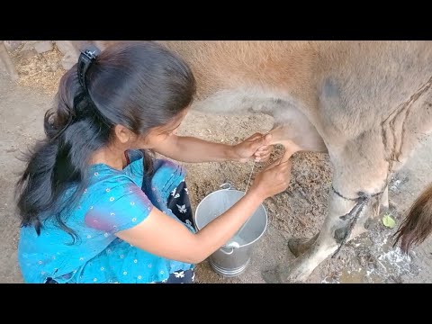 Cow milking a village girl 😍/ Cow milk