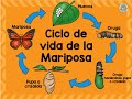 ¿CÓMO NACEN LAS MARIPOSAS?  - NIVEL INICIAL