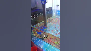 Beta Fish Claw Machine Arcade Game Machine Is So Uniquely Fun Rarayanie23 