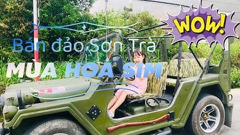 Bán đảo Sơn Trà mùa hoa Sim tím | Nguyên cả cánh rừng