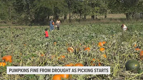 Pumpkin crop growing well amid drought