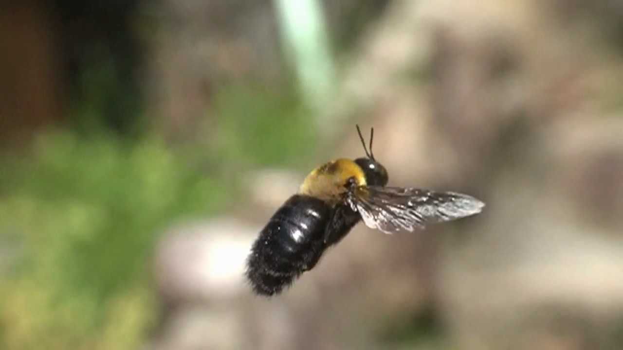 クマバチの飛行をスロー録画 Youtube