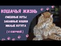 Смешные Коты | Забавные Кошки | Милые Котята [ Приколы с котами ]/ В Круиз на шпильках