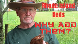 Why Add Rhode Island Reds To Your Flock?