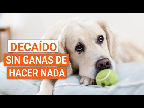 Video: Si su perro es letárgico, es hora de averiguar por qué