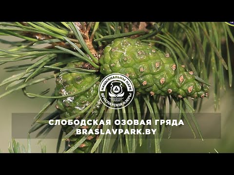 Экологическая тропа "Слободковская озовая гряда"