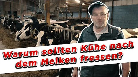 Warum fressen Kühe keinen Hahnenfuß?