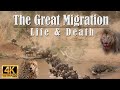 Wildebeest Migration as Cheetah, Lions & Crocs Hunt Them - Maasai Mara, Africa - Free Documentary