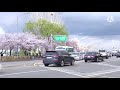 Good Vibes Cherry blossom at Yeouido Park , Seoul, South Korea