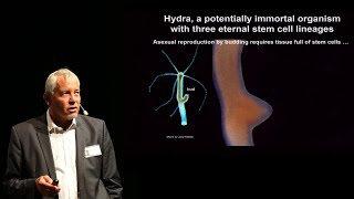 Thomas Bosch: Ageing from an immortal point of view: Lessons from non-senescent Hydra