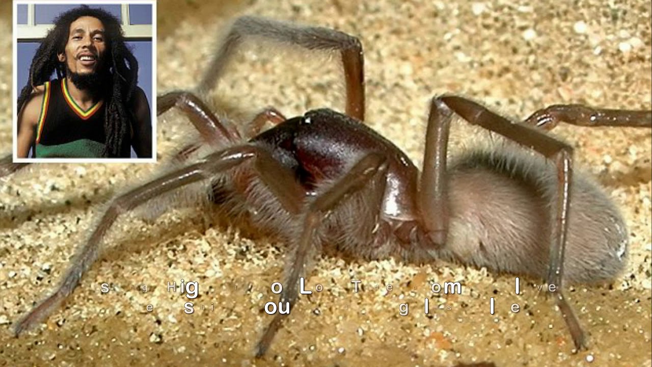 New species of spider revealed, named after Bob Marley