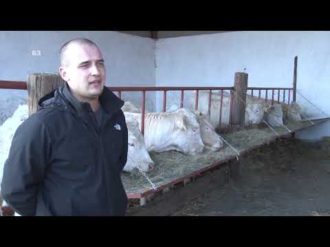 Video: Nega Kopit Za Govedo, Koze In Druge Prežvekovalce