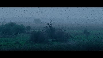 Spreeuwen vliegen prachtig synchroon | Bijzondere WAD fragmenten #8