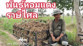 หอมพันธ์ุ พันธ์ุหอมแดง เตรียมปลูก บ้านส้มป่อย ต.ส้มป่อย อ.ราษีไศล จ.ศรีสะเกษ