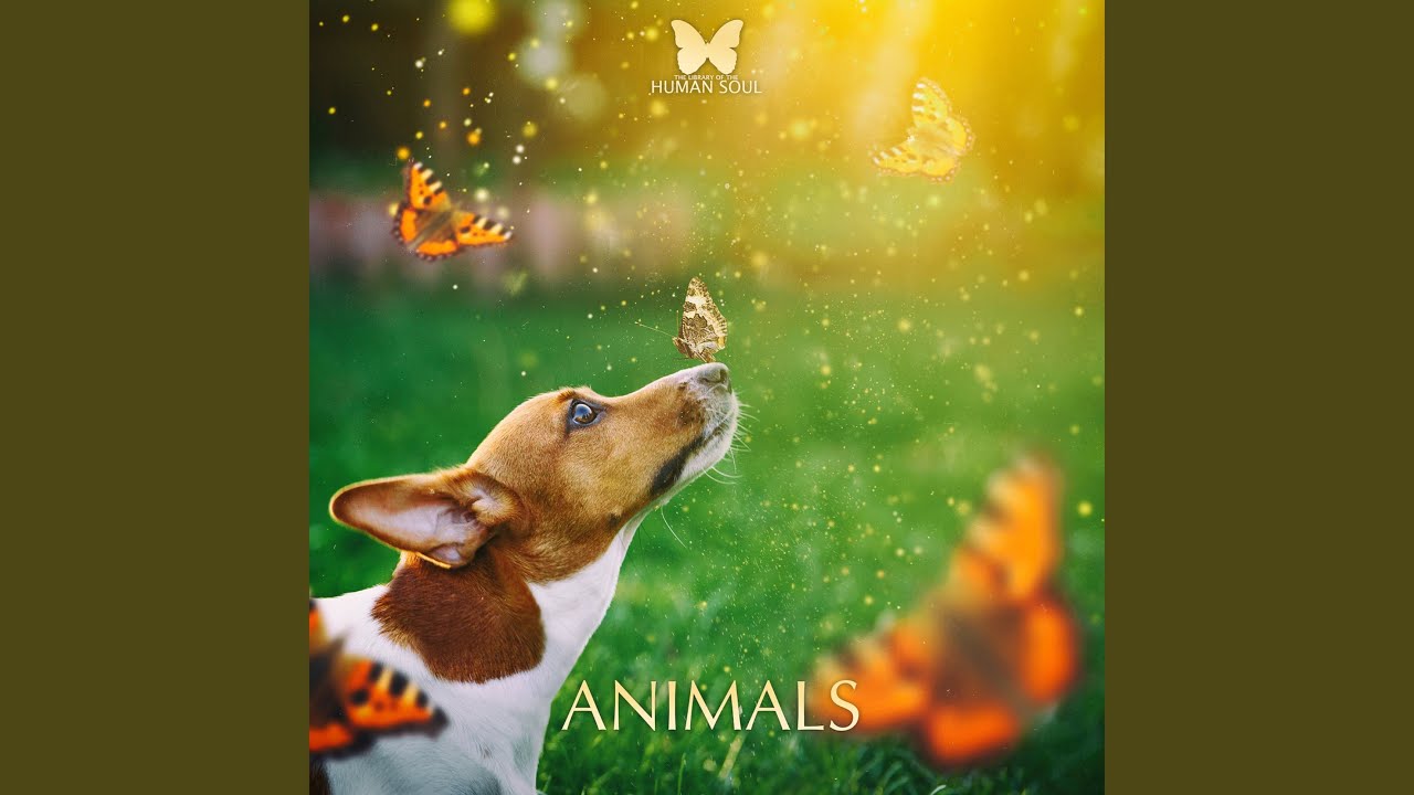 Watch Pets (Ambient) on YouTube