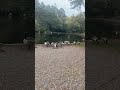 ceefax see lickey hills ducks 15 oct 25
