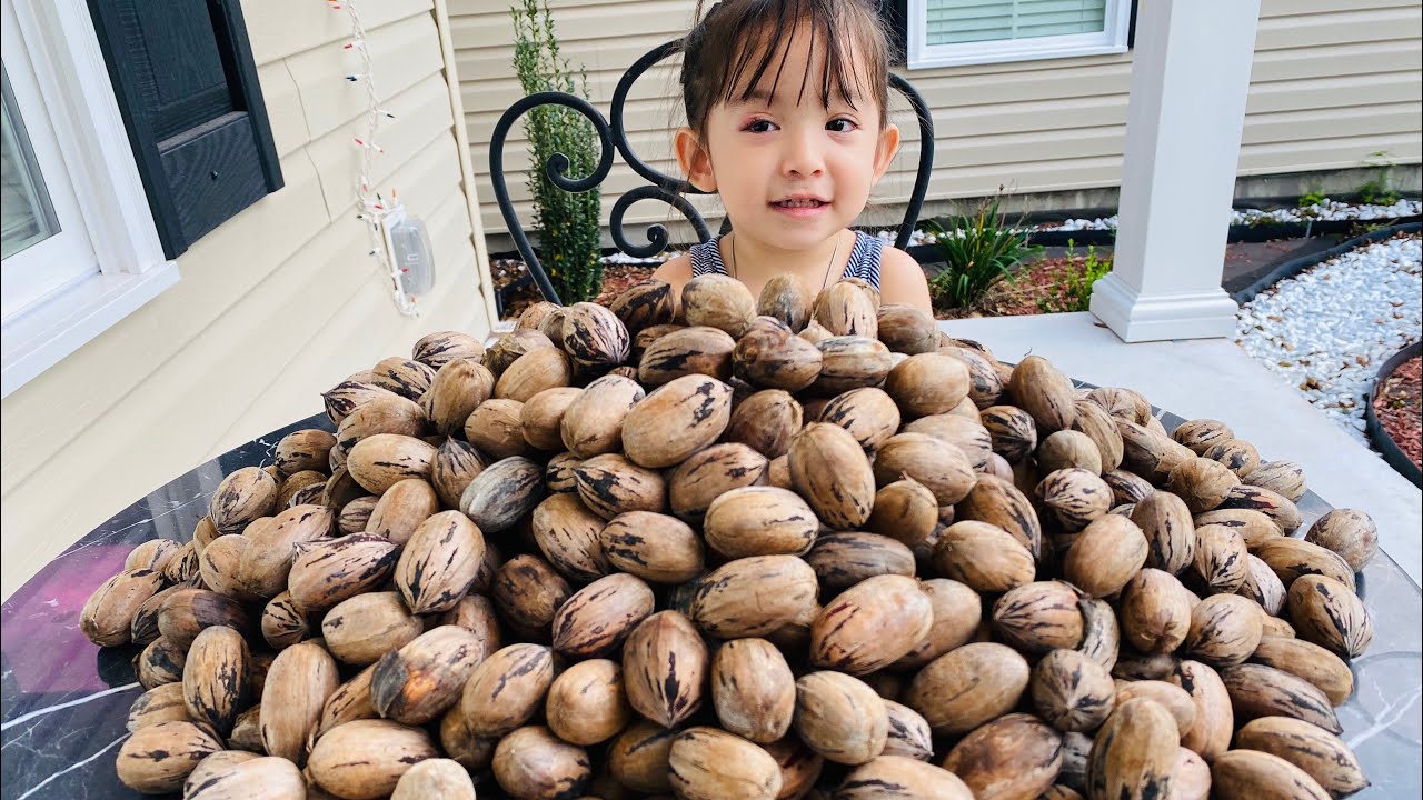 Picking Pecan From The Backyard With My Kids YouTube
