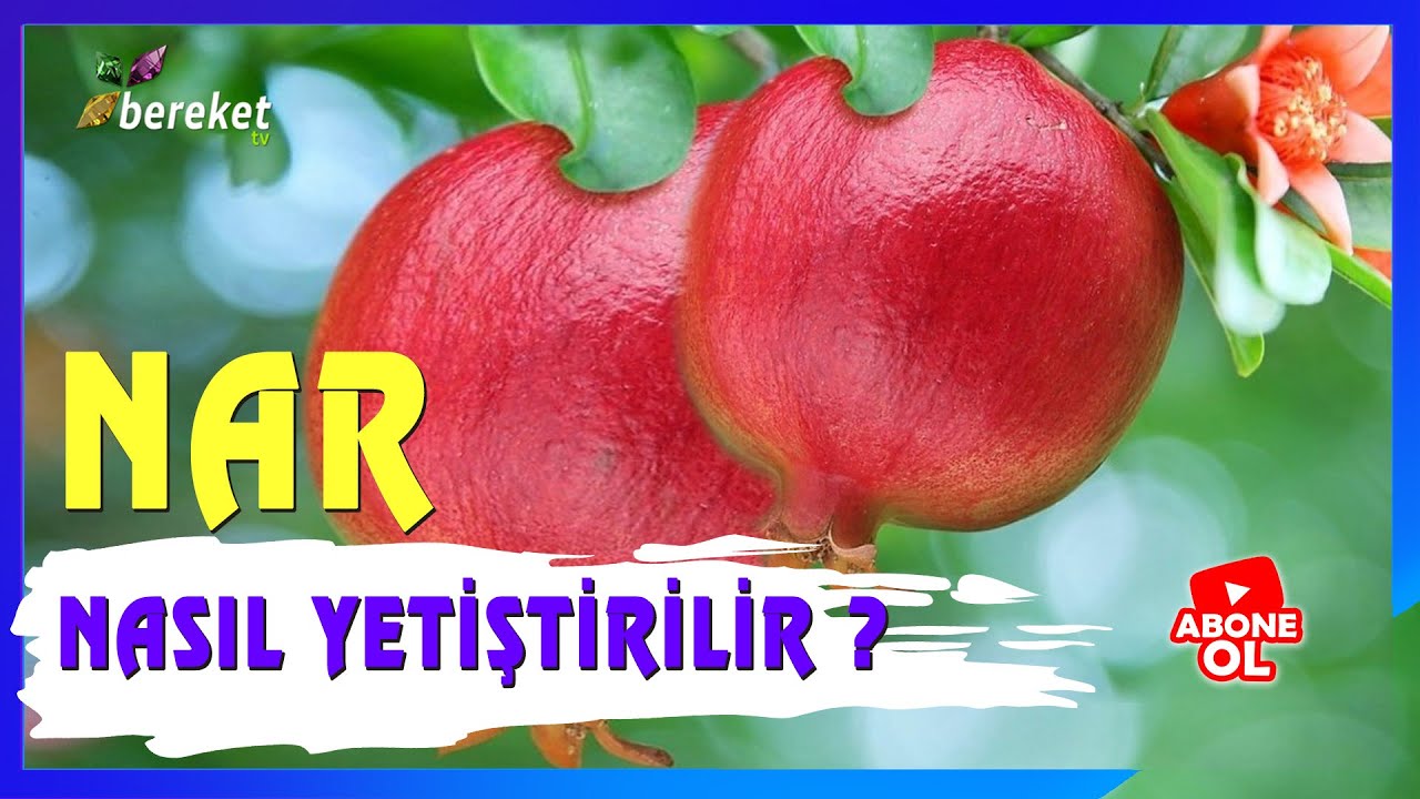 Tarımsal Eğitim - Nar Yetiştiriciliği