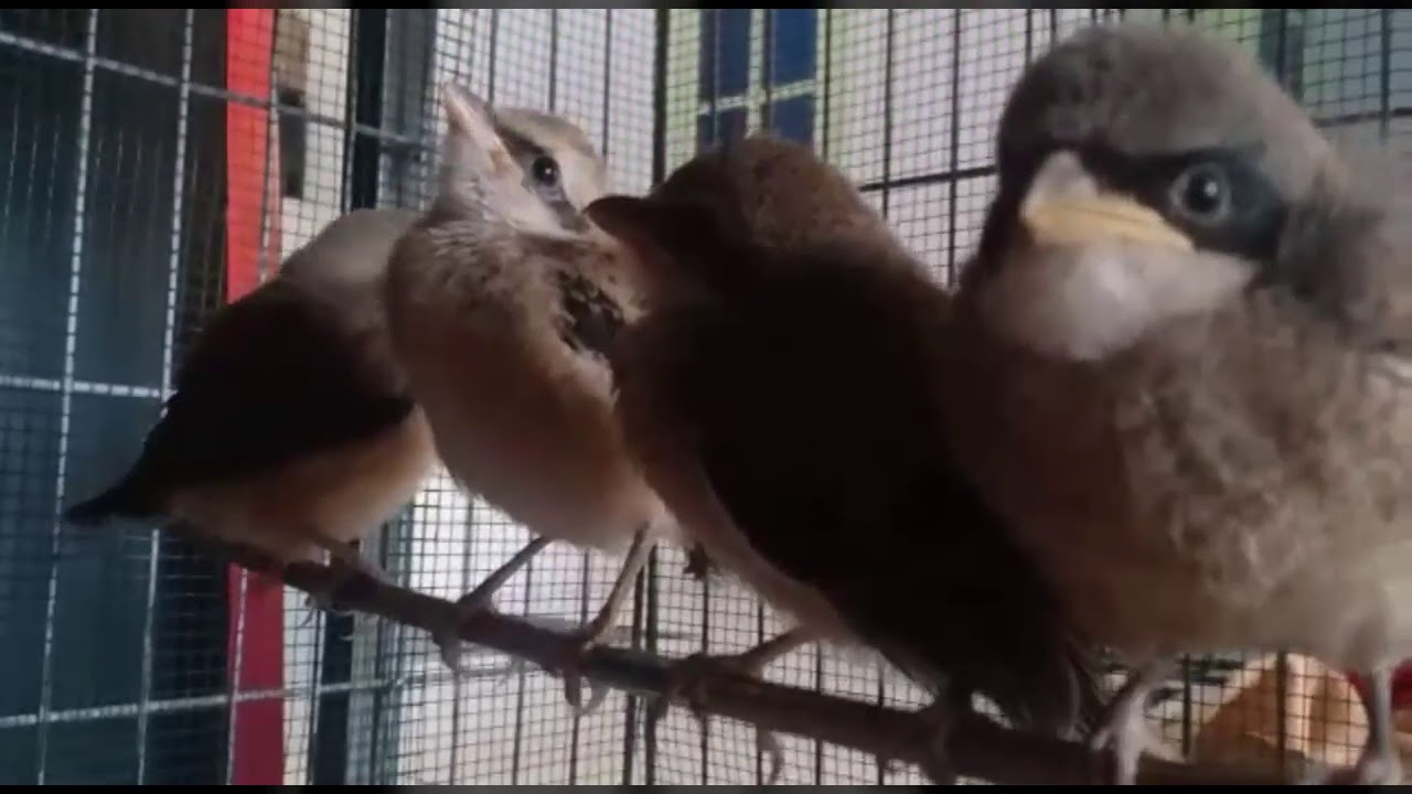 Burung lucu 