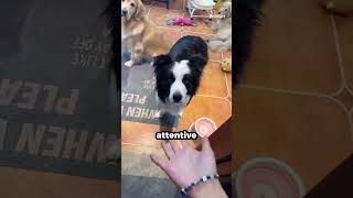 Thinking Border Collie Wows