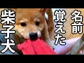 自分の名前を覚えた柴犬の子犬どんぐり Puppy Donguri of Shiba Inu you remember your name