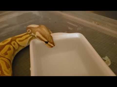 Ball python blowin bubbles (temporary holding tub)