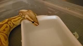 Ball python blowin bubbles (temporary holding tub) Net Worth