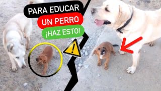 ¡EDUCAR a un PERRO   NO ❌ es DIFÍCIL!