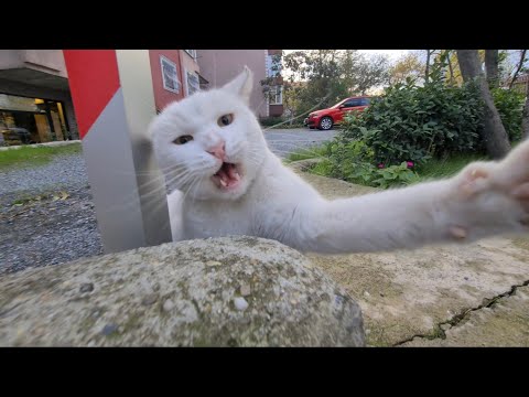 Angry White Cat Attacks my Camera and Slaps it.