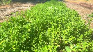 Beyond Organic: Zero-Tillage Spearmint Cultivation at the I·M·POSSIBLE Farm