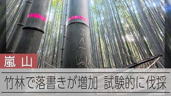 Thumbnail for 京都・嵐山の竹林で落書きが増加　対策として竹林の一部を試験的に伐採