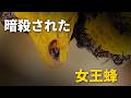 最も大切な女王蜂が、次々と暗殺されました