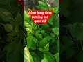 Easiest way to grow mulberry plant by cutting | mulberry cuttings #ytshortsindia #gardening #nature