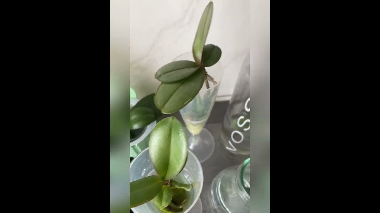 Orchideen Kindel Anzucht🌸//Orchideen Phalaenopsis durch Kindel vermehren 🌸