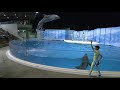 ◆今夜はイルカＮＩＧＨＴ◆ミレニー ナイト◆（2019．11．17）17：15~ ◆【新江ノ島水族館】【4K60P】