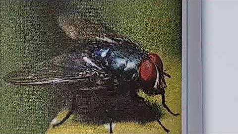 CBSE Solution of Chapter 8 Tiny, Yet Powerful (Class 3rd EVS)