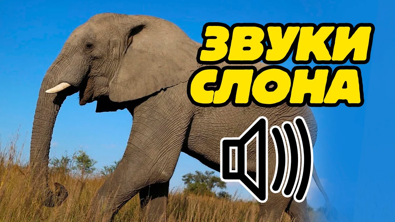 Звук слоника. Звук слона. Слон издает звуки.