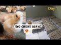 Golden misri chicks 1500 agaye    golden misri day 1  brooding day 1 chicks