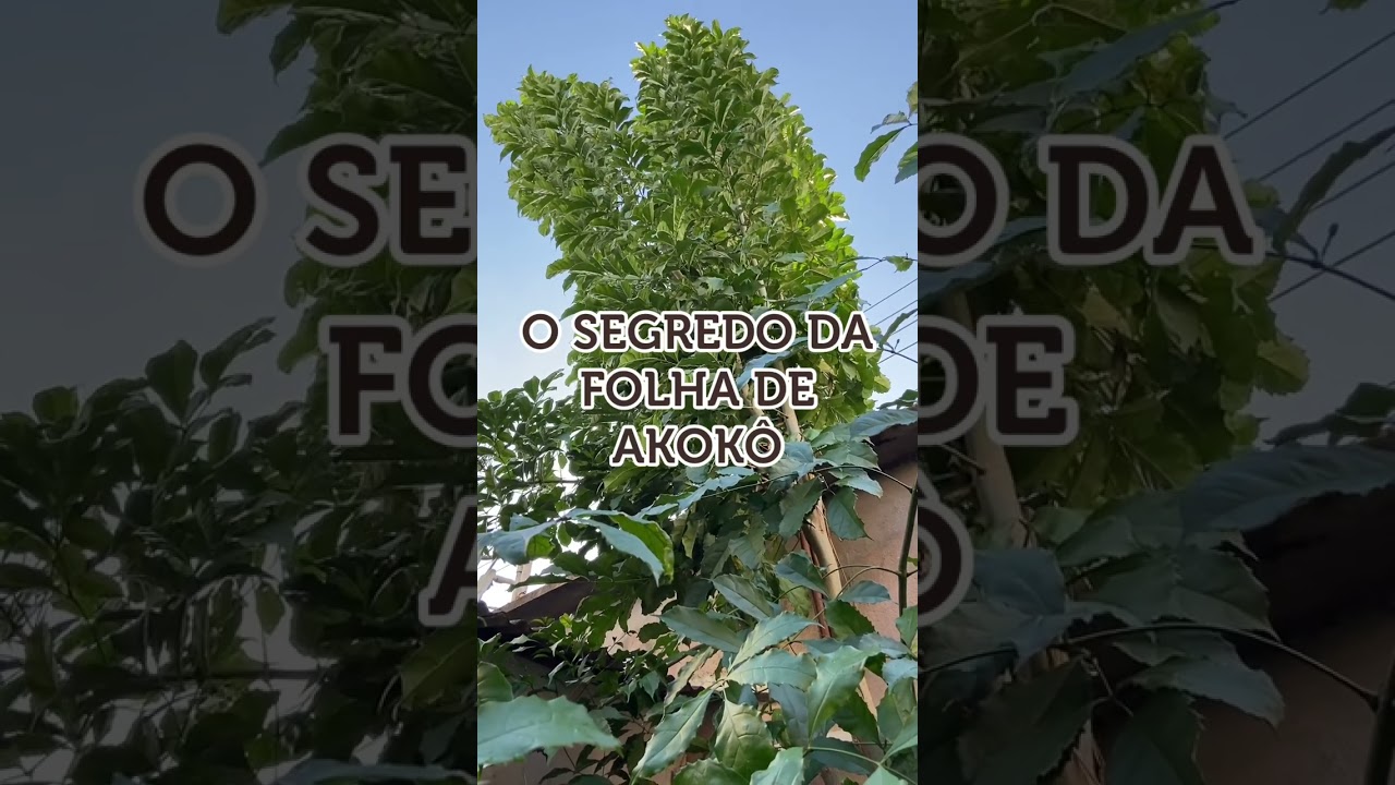 O SEGREDO DA FOLHA DE AKOKO