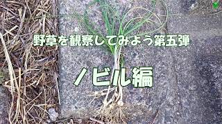 野草を観察してみよう第五弾ノビル編