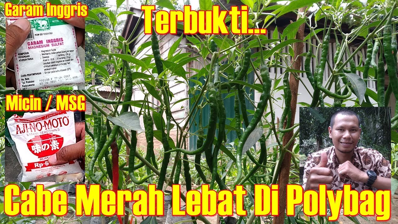 Cara Menanam Cabe Merah Di Polybag Agar Cepat Berbuah 