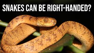What Exactly is: Slug Snake | The Asymmetrical Limaxivores